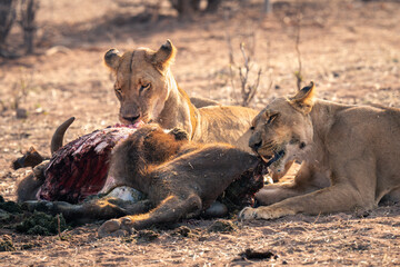 Close-up of two lionesses chewing on carcase