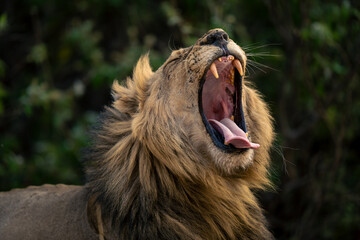 Close-up of male lion yawning near bushes