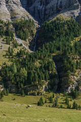 Fir forest in the pyrenees mountains in Ordesa y Monte Perdido National Park with meadow in foreground, Aragon, Huesca, Spain
