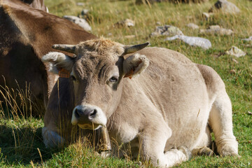 Portrait of a cow laying on a green meadow in spanish Pyrenees Mountains, Aragon, Spain