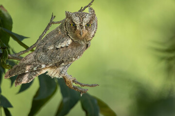 Erwachsener Zwergohreule im Baum