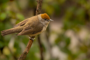 Fototapeta premium Mönchsgrasmücke auf einem Ast in der Natur