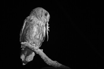 Zwergohreule mit Beute in der Nacht