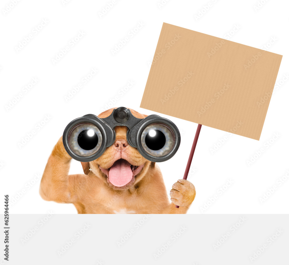 Poster happy mastiff puppy looks through binoculars and shows empty placard above empty white banner. isola