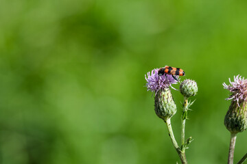 ladybug on a flower