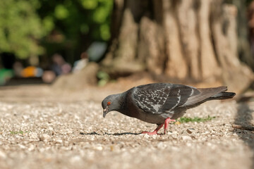 pigeon in the park