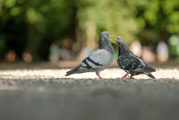 pigeons in the park