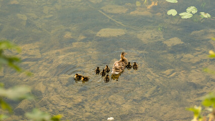 duck family in the river