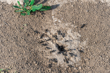 Colony black ants crawling near hole anthill close-up. Together insects working their nest in earth. Looking at teamwork arthropod families lasius. Ecosystem of wildlife. Entomology of ants house.