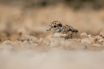 junger Spornkiebitz versteckt sich vor Feinden