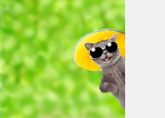Funny cat wearing summer hat and sunglasses holds looks from behind empty white banner at summer park