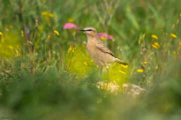 Vogel mit Blumen im Hintergrund