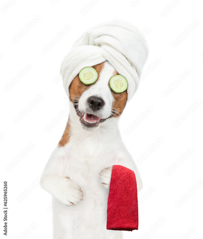 Poster funny jack russell terrier puppy with towel on it head and with a piece of cucumber on it eyes relax