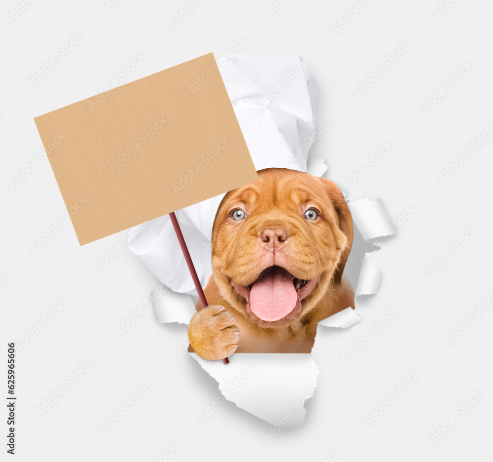 Poster happy mastiff puppy wearing chef's hat looking through a hole in white paper and showing empty placa