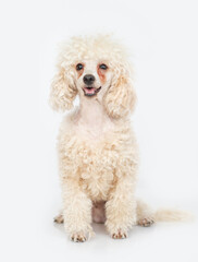 Young Poodle puppy sits in front view and looks at camera