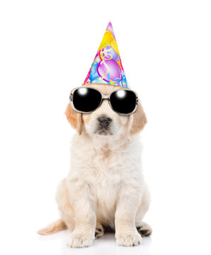 Golden retriever puppy wearing sunglasses and party cap sitting in front view and looking at camera. isolated on white background