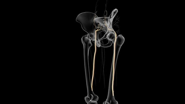he sciatic nerves branches from your lower back through your hips and buttocks and down each leg .