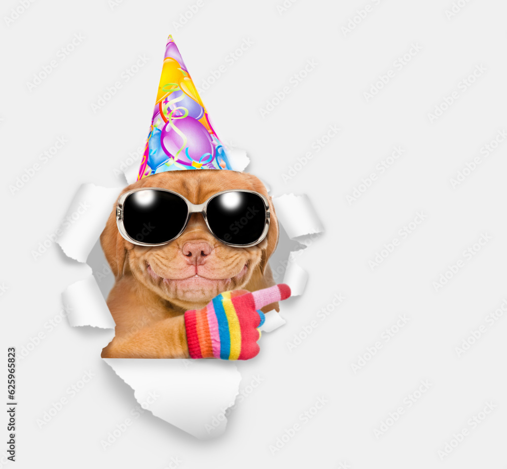 Poster Smiling Mastiff puppy wearing  sunglasses and party cap looking through the hole in white paper and points away on empty space