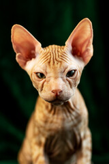 Sphynx kitten posing on green velvet background with studio light