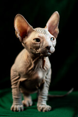 Sphynx kitten posing on green velvet background with studio light
