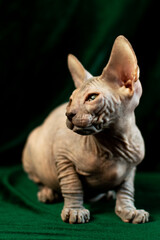 Sphynx kitten posing on green velvet background with studio light