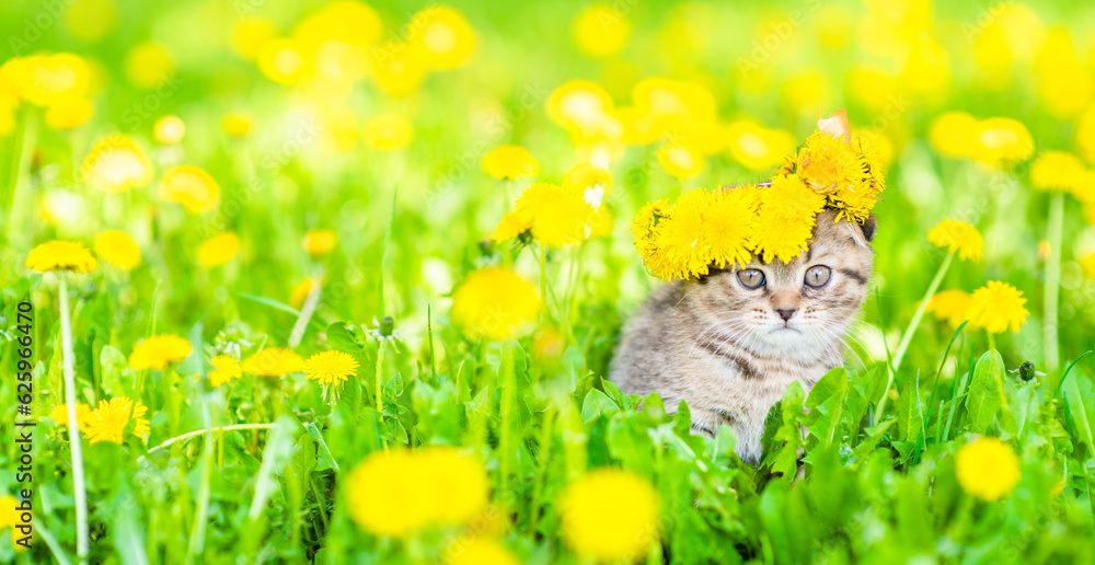 Poster cute tiny kitten wearing wreath of dandelions sits on green lawn. empty space for text