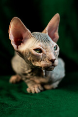 Sphynx kitten posing on green velvet background with studio light