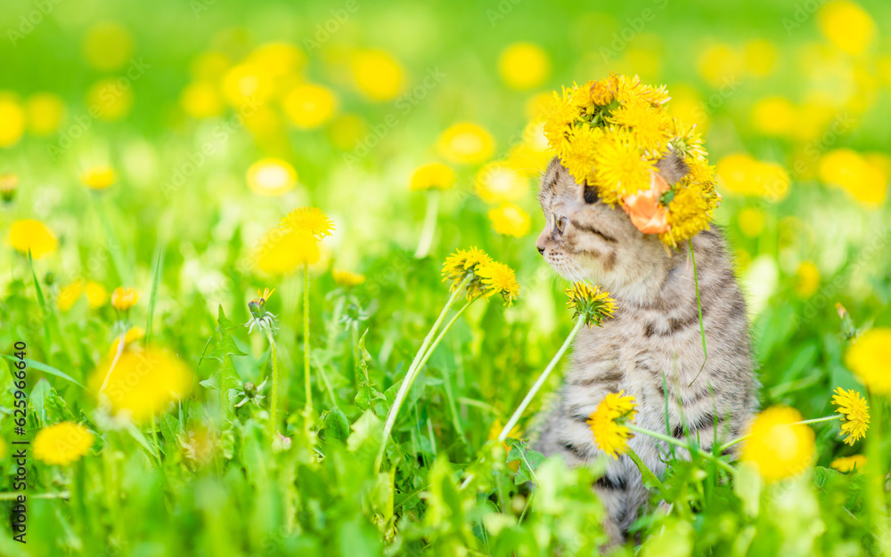 Poster tiny kitten wearing wreath of dandelions sits on green lawn and looks away. empty space for text