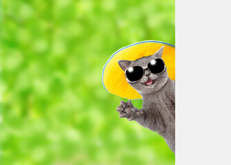 Funny cat wearing summer hat and sunglasses holds looks from behind empty white banner at summer park