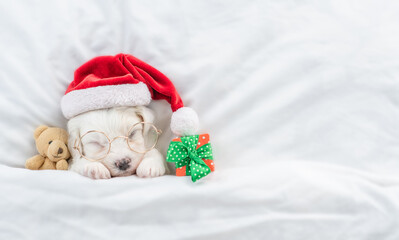 Cute Bichon Frise puppy wearing red santa hat sleeps with toy bear and gift box under white blanket...