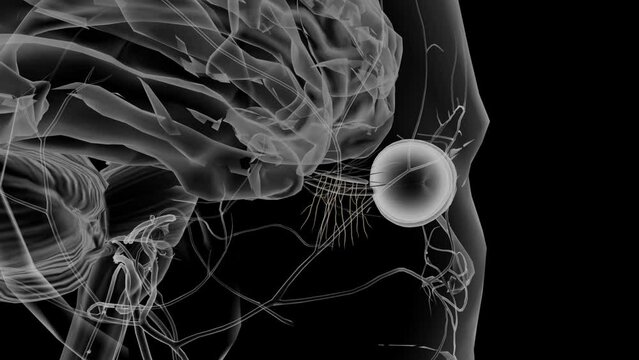 The olfactory nerves (I) are special sensory nerves for the sense of smell .