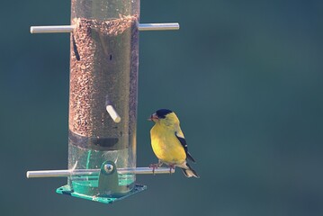 a bird on a feeder
