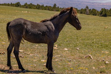 Fototapeta premium Wild Horse in Summer in the Pryor Mountains Montana