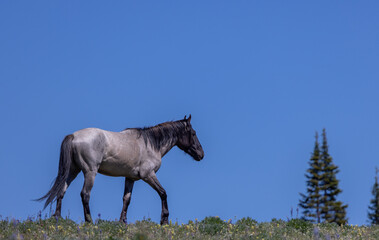 Fototapeta premium Wild Horse in Summer in the Pryor Mountains Montana