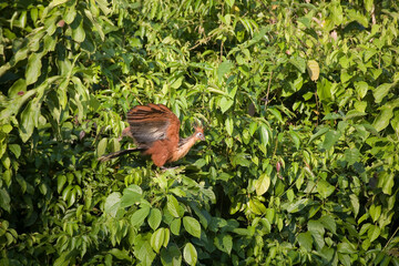 Hoatzin (Opisthocomus hoazin), Ecuador