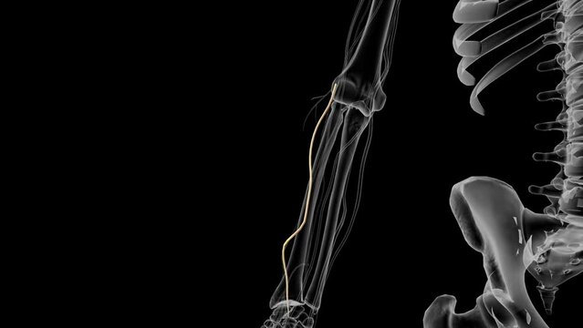 Superficial branch of radial nerve .