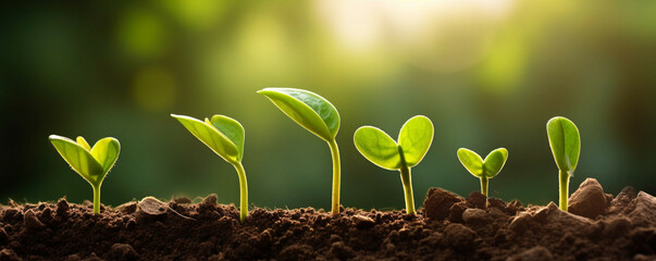 Green seedling illustrating concept of new life and investment.Concept of planting seedlings of agriculture.Concept of environmental,World Environment Day. Concept of carbon trading market.
