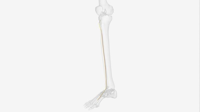 The deep fibular nerve (deep peroneal nerve) is a nerve of the leg. It is one of the terminal branches of the common fibular nerve .
