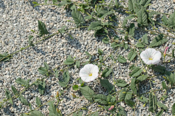 Field bindweed (Convolvulus arvensis) grows on stony ground.