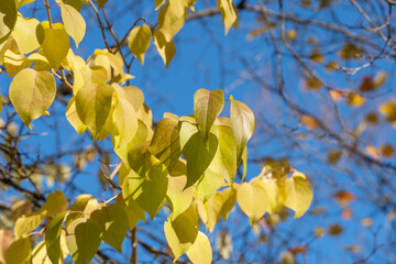 Beautiful branchs of apricot tree with yellow bright leaves in blue sky background. Early autumn time. Lush gold foliage by soft sunlight. Orange nature background. Warm weather in sunny day.