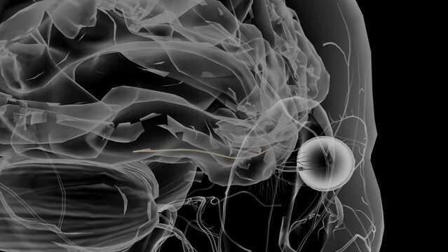 he trochlear nerve is the fourth cranial nerve (CN IV) and one of the ocular motor nerves that controls eye movement .