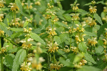 Group of golden dead-nettles (Lamium galeobdolon).