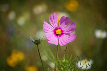 Closeup of pink cosmos flower in a meadow