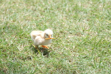 A cute little chick holding warm in the mouth, a white baby chick walking freely on a green grass.