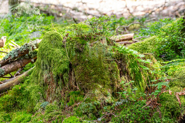 Vieille souche couverte de mousse et de myrtille