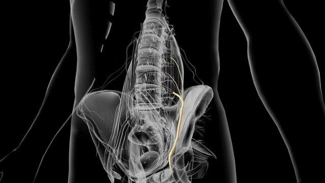 The femoral nerve is located in the pelvis and goes down the front of the leg.