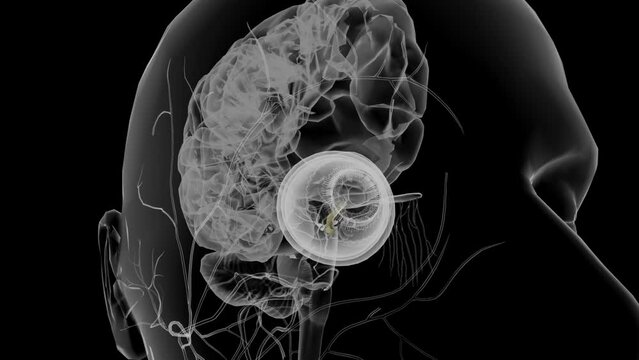 Cranial nerve II, the optic nerve, controls the special sense of vision .