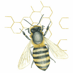 Gold Shining Paint Stain Hand Drawn Illustration brush stroke paint
 ornament decorate.gold insect.Watercolor bee,gold honeycomb.Wedding invitation border