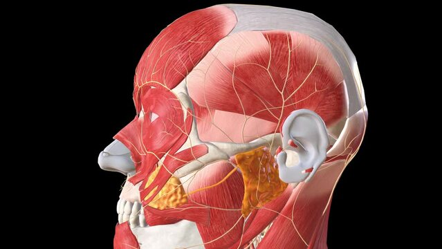 The facial nerve has five main branches, although the anatomy can vary somewhat between individuals .