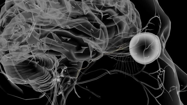 The abducens nerve is the sixth cranial nerve .